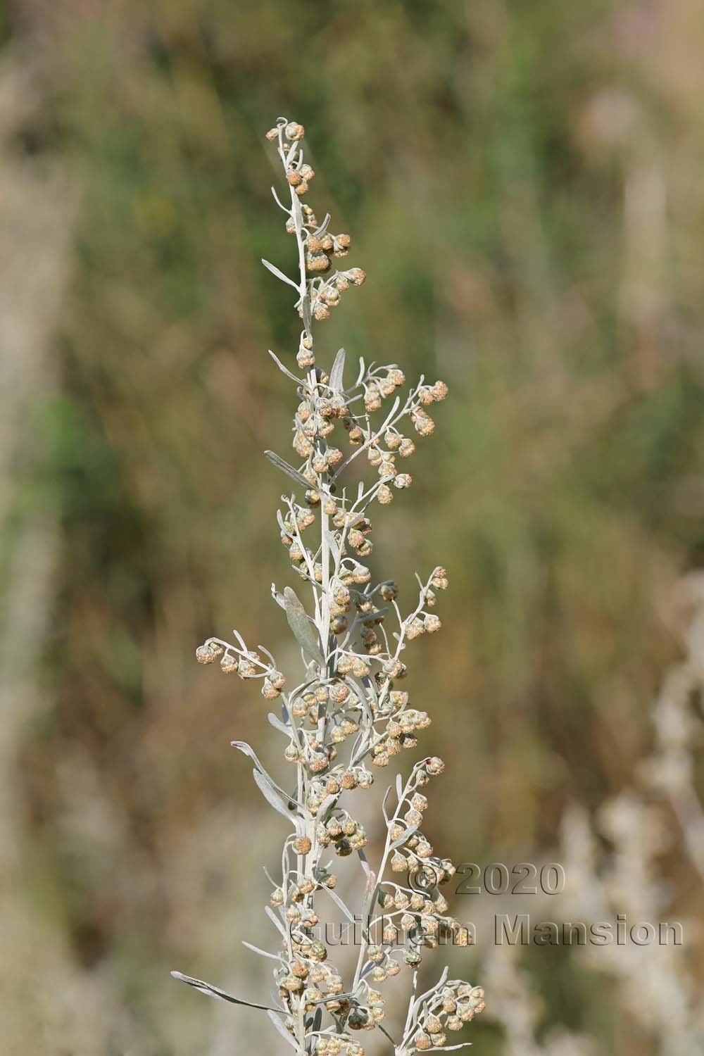 Artemisia absinthium