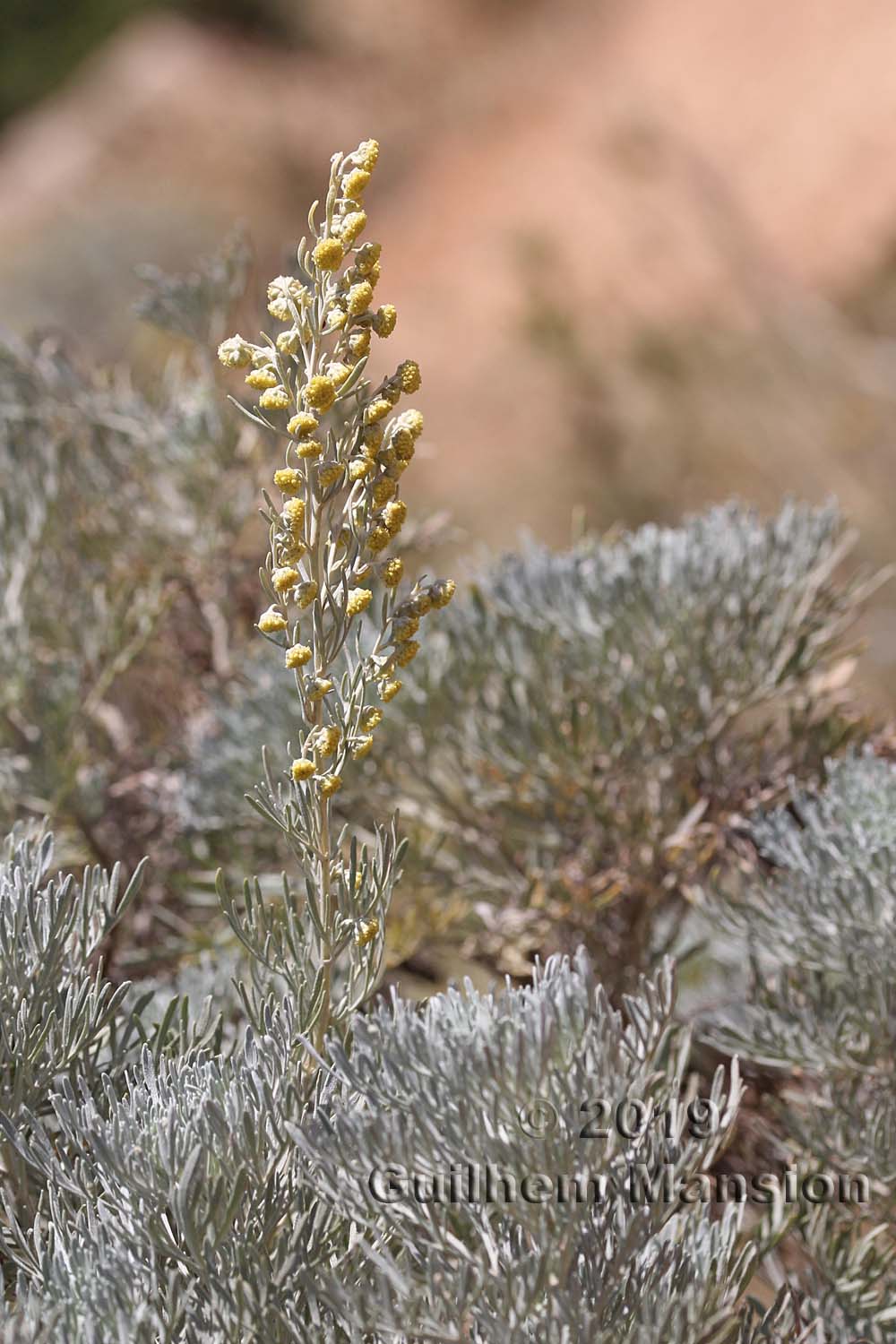 Artemisia absinthium