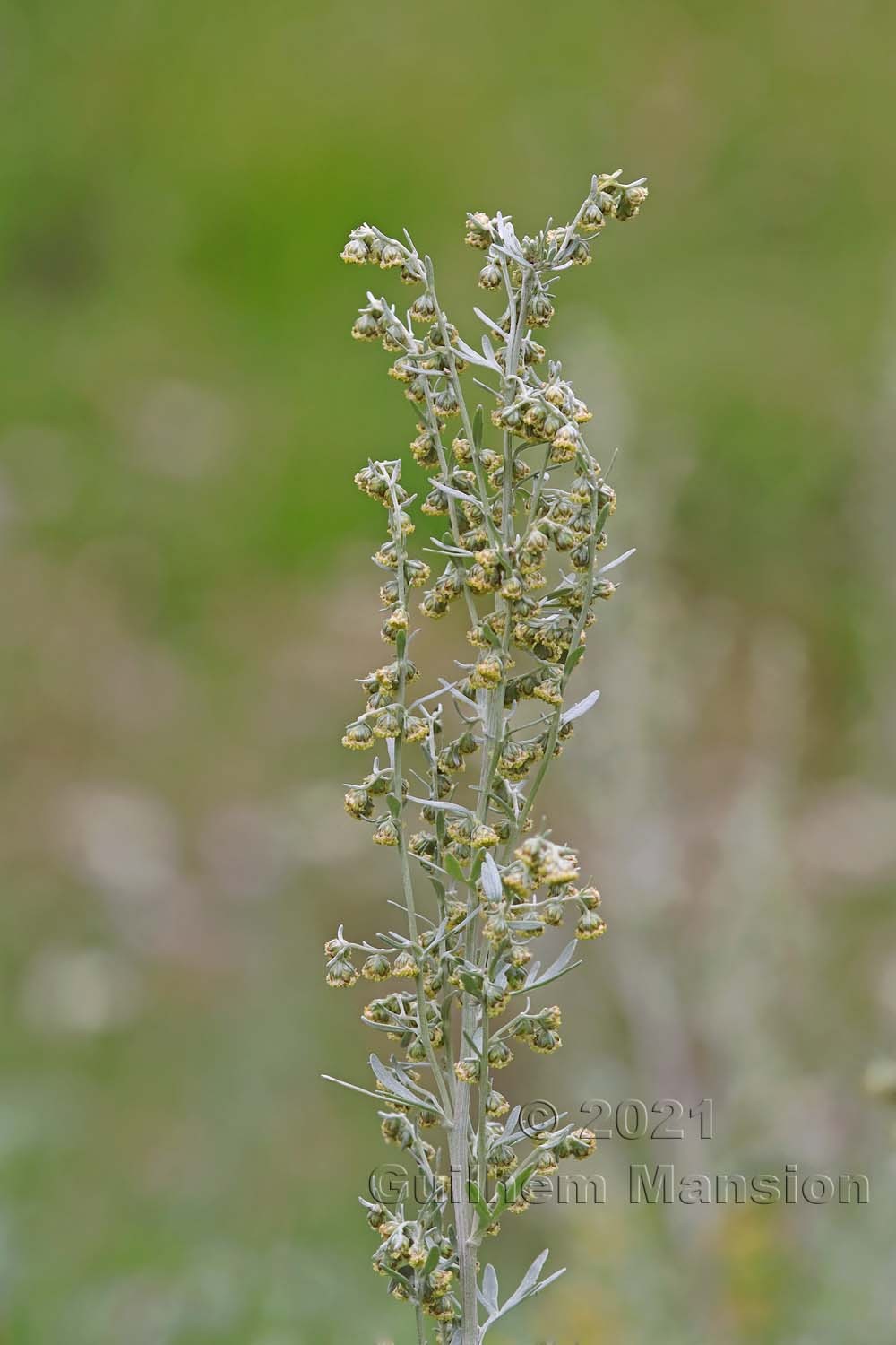 Artemisia absinthium