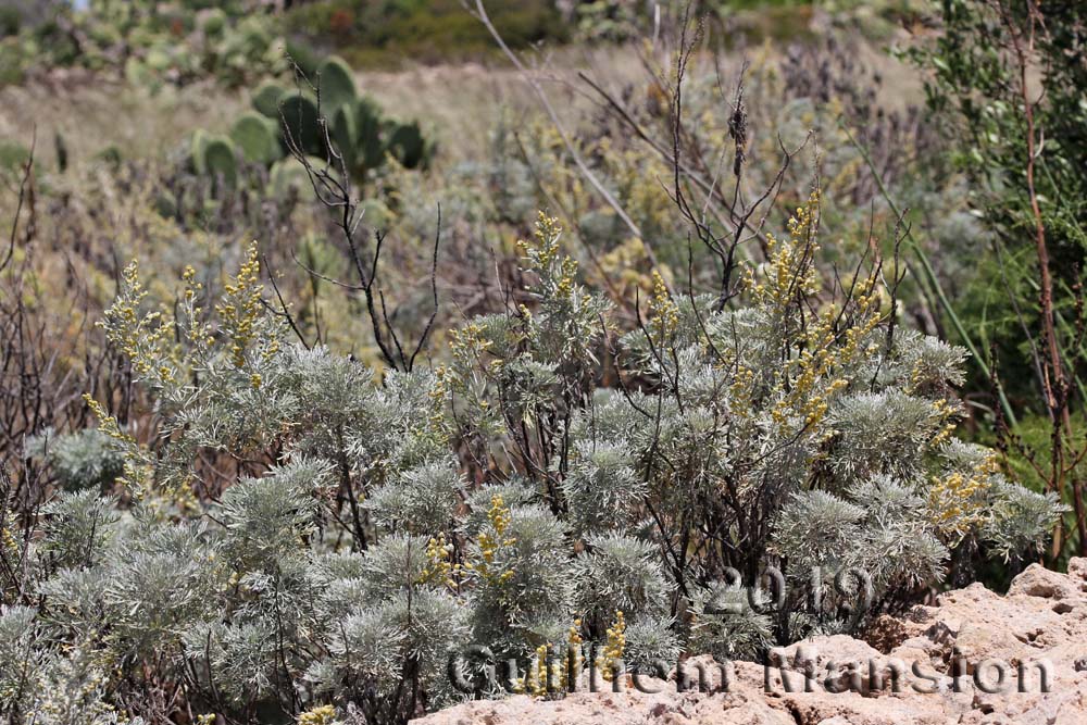 Artemisia absinthium