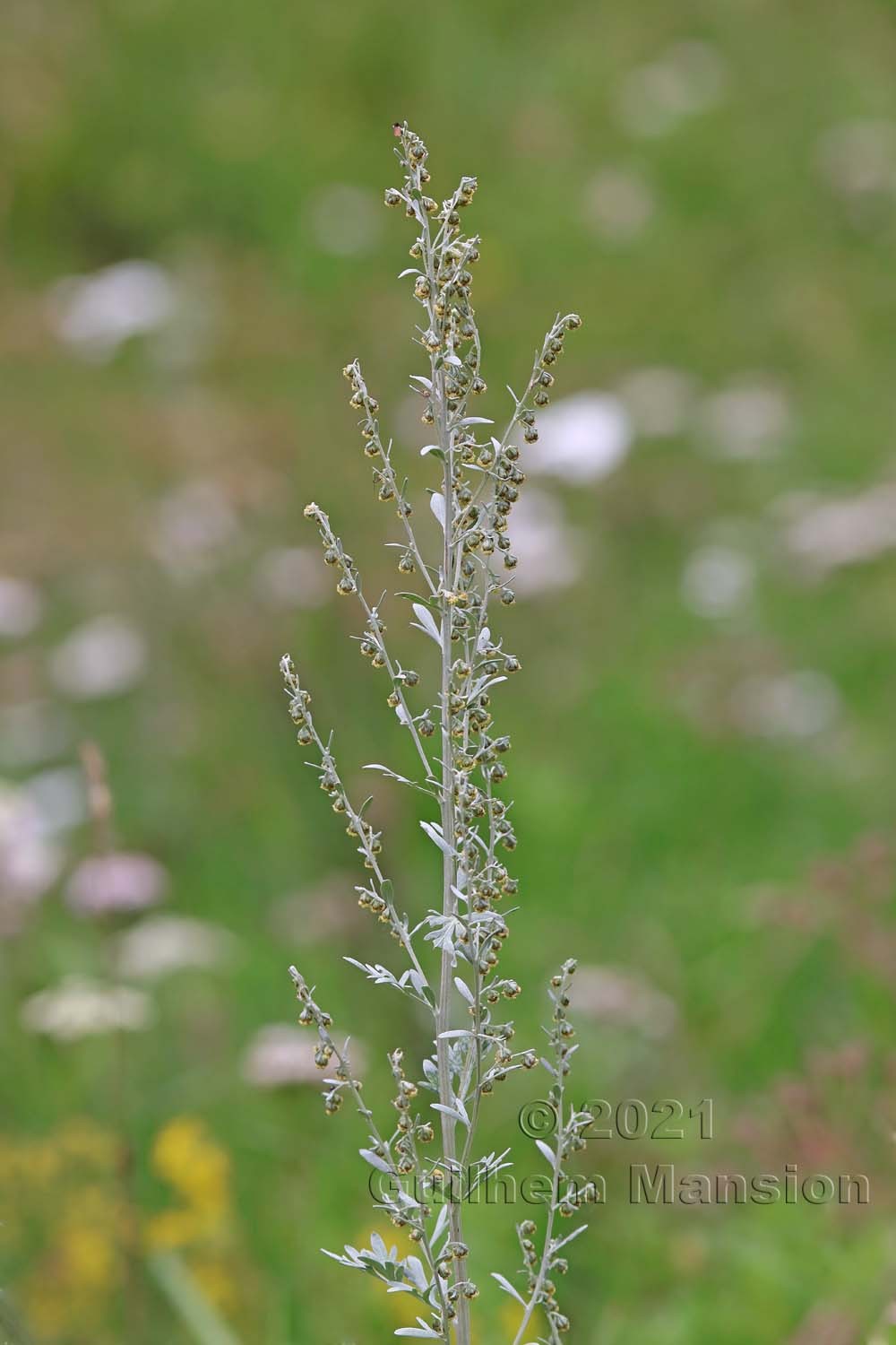 Artemisia absinthium