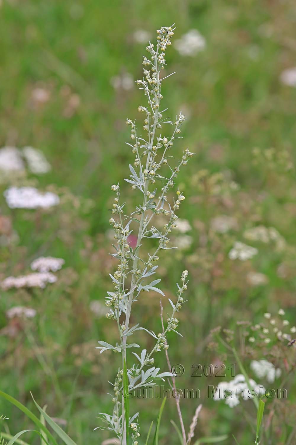 Artemisia absinthium