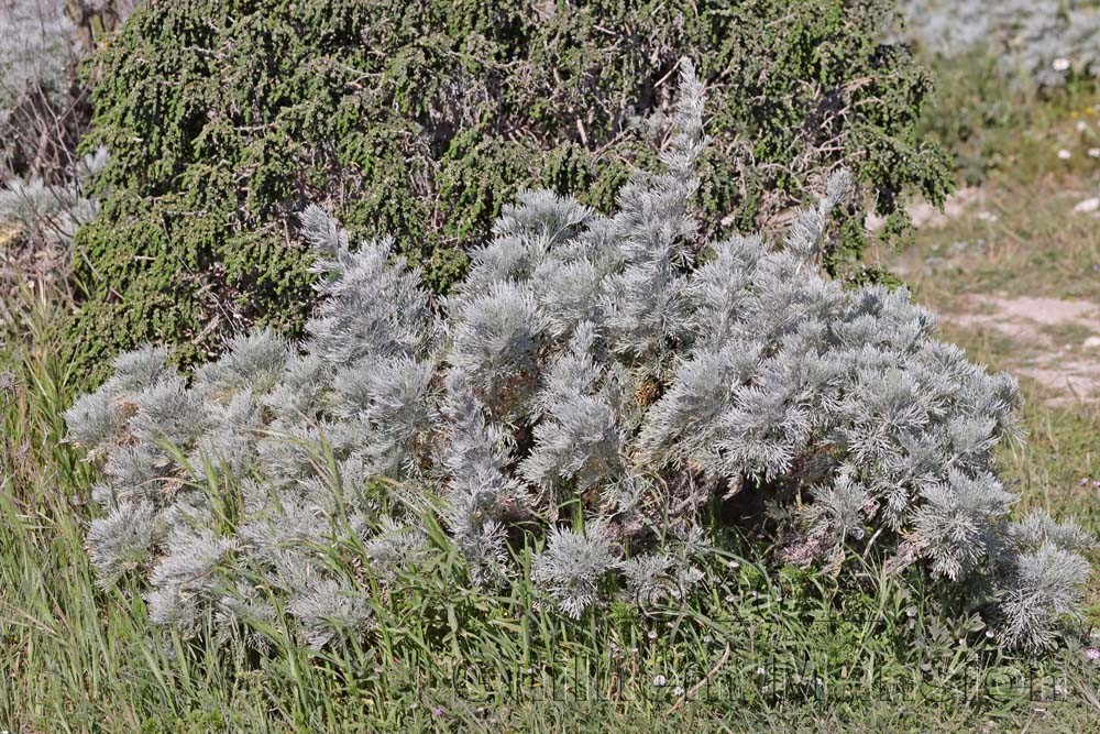 Artemisia arborea
