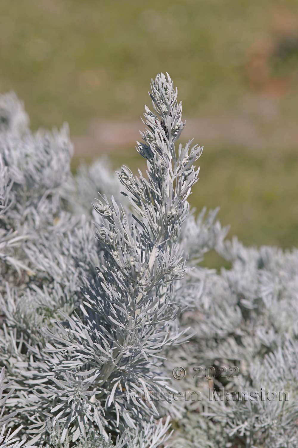 Artemisia arborea