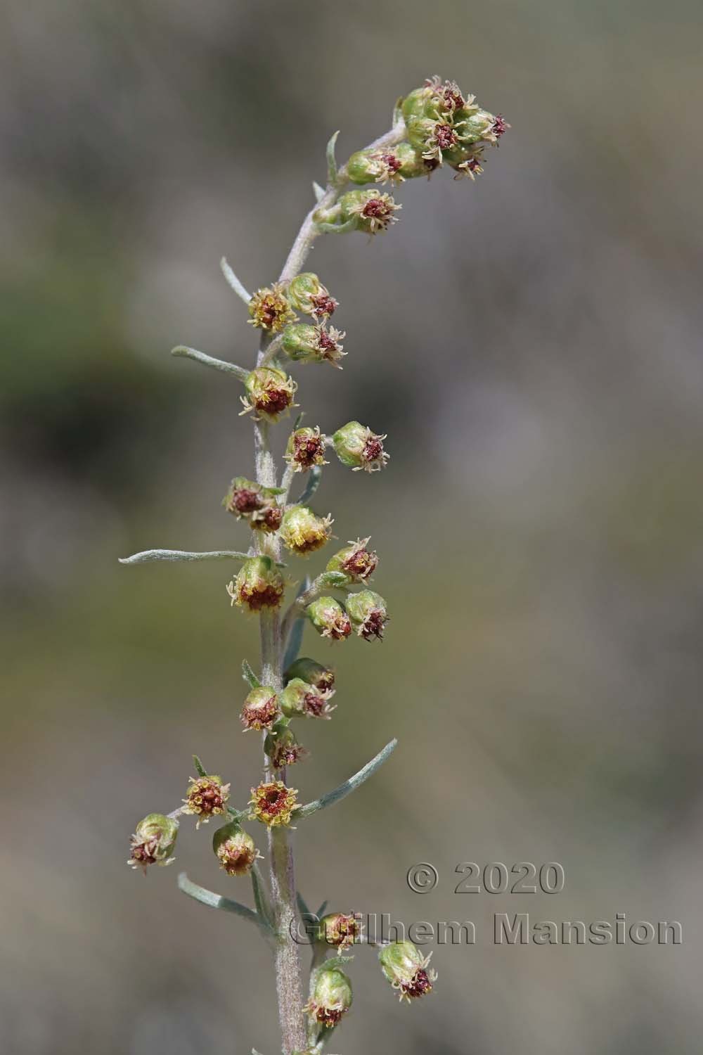 Artemisia borealis