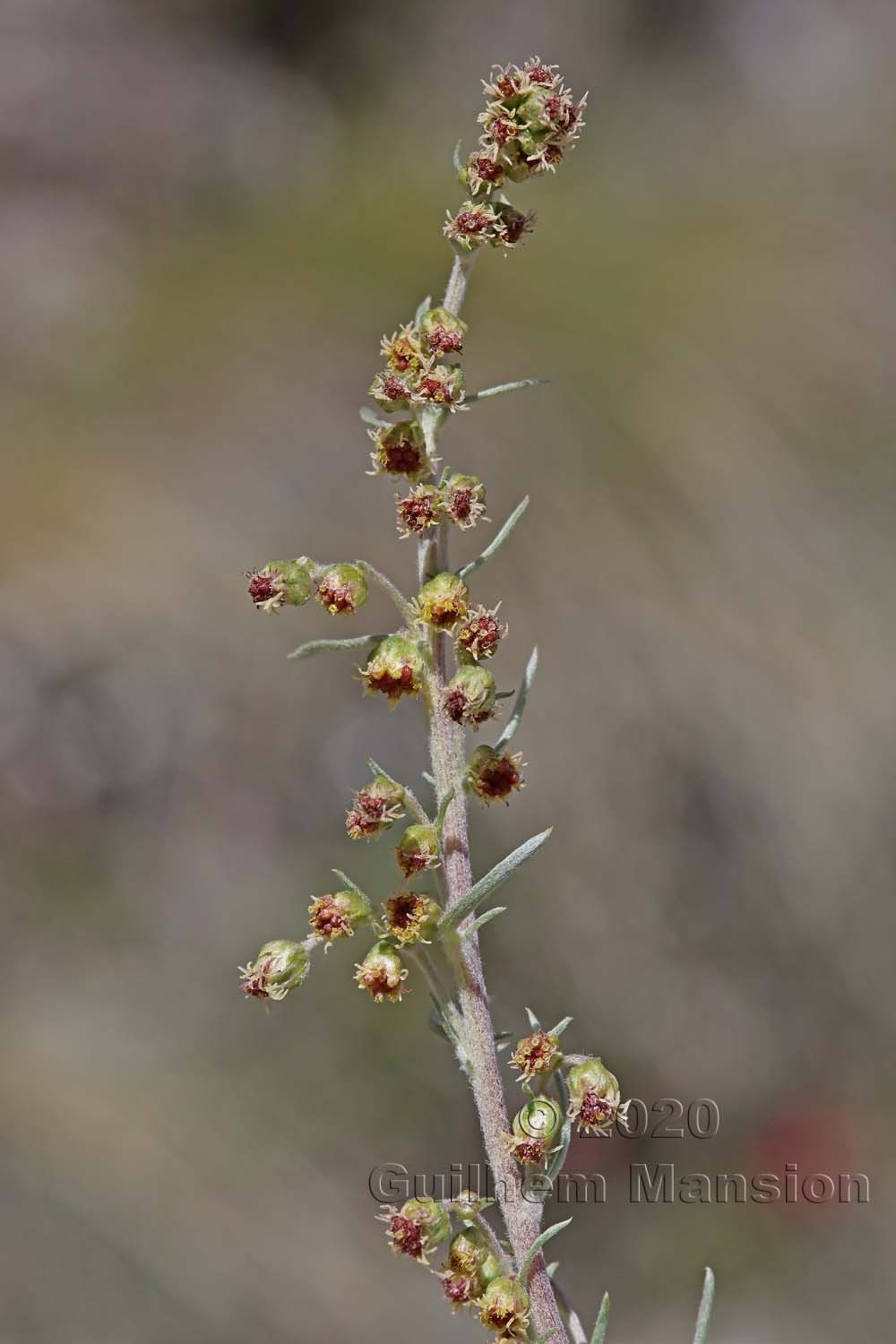 Artemisia borealis