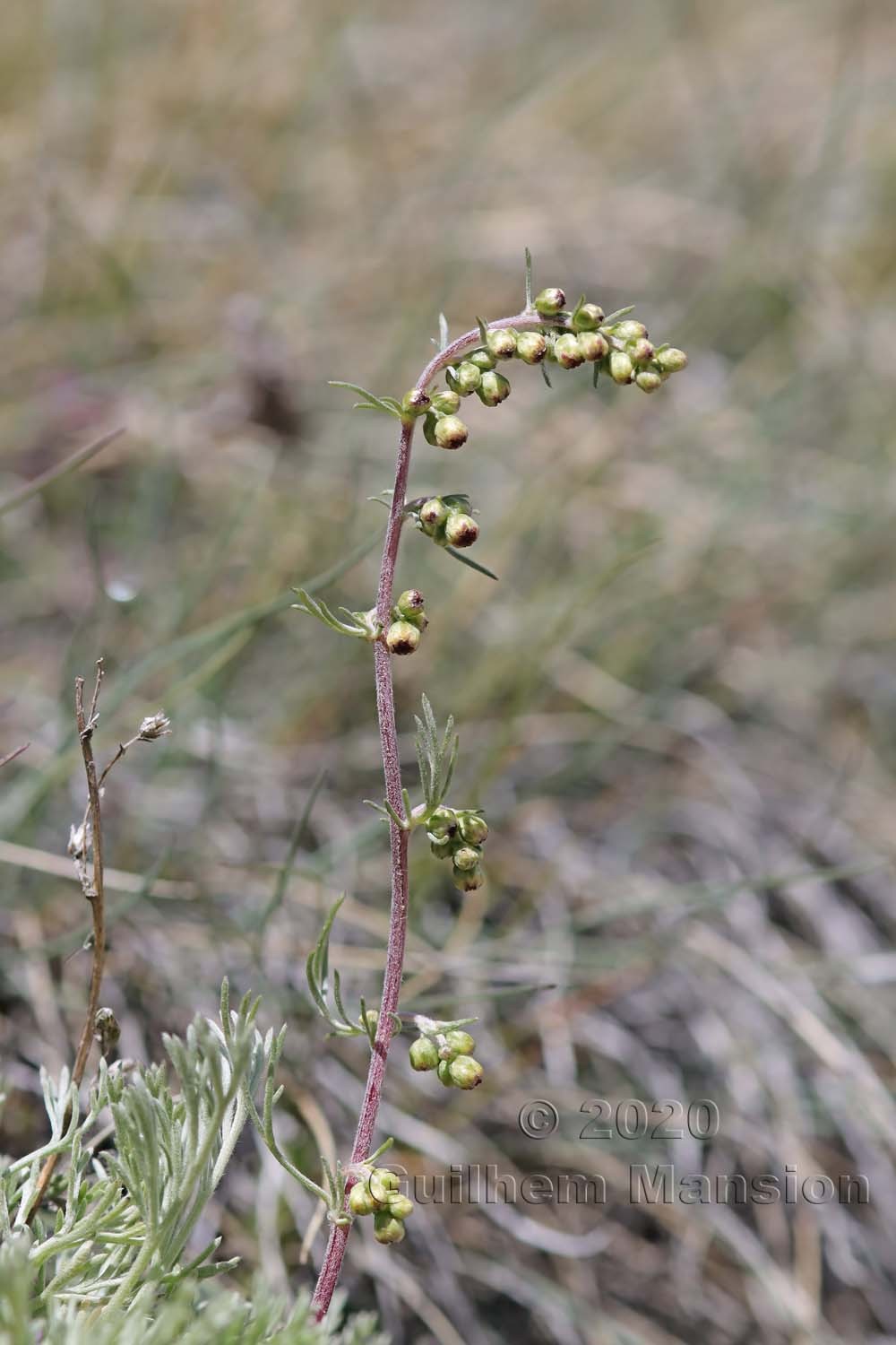 Artemisia borealis