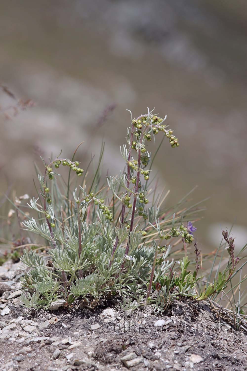 Artemisia borealis