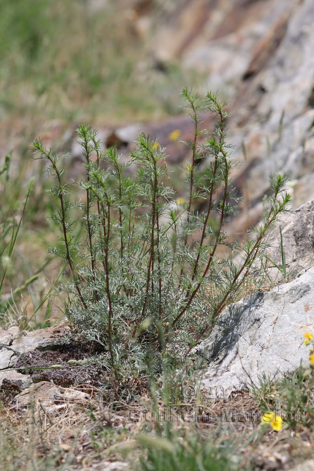 Artemisia campestris