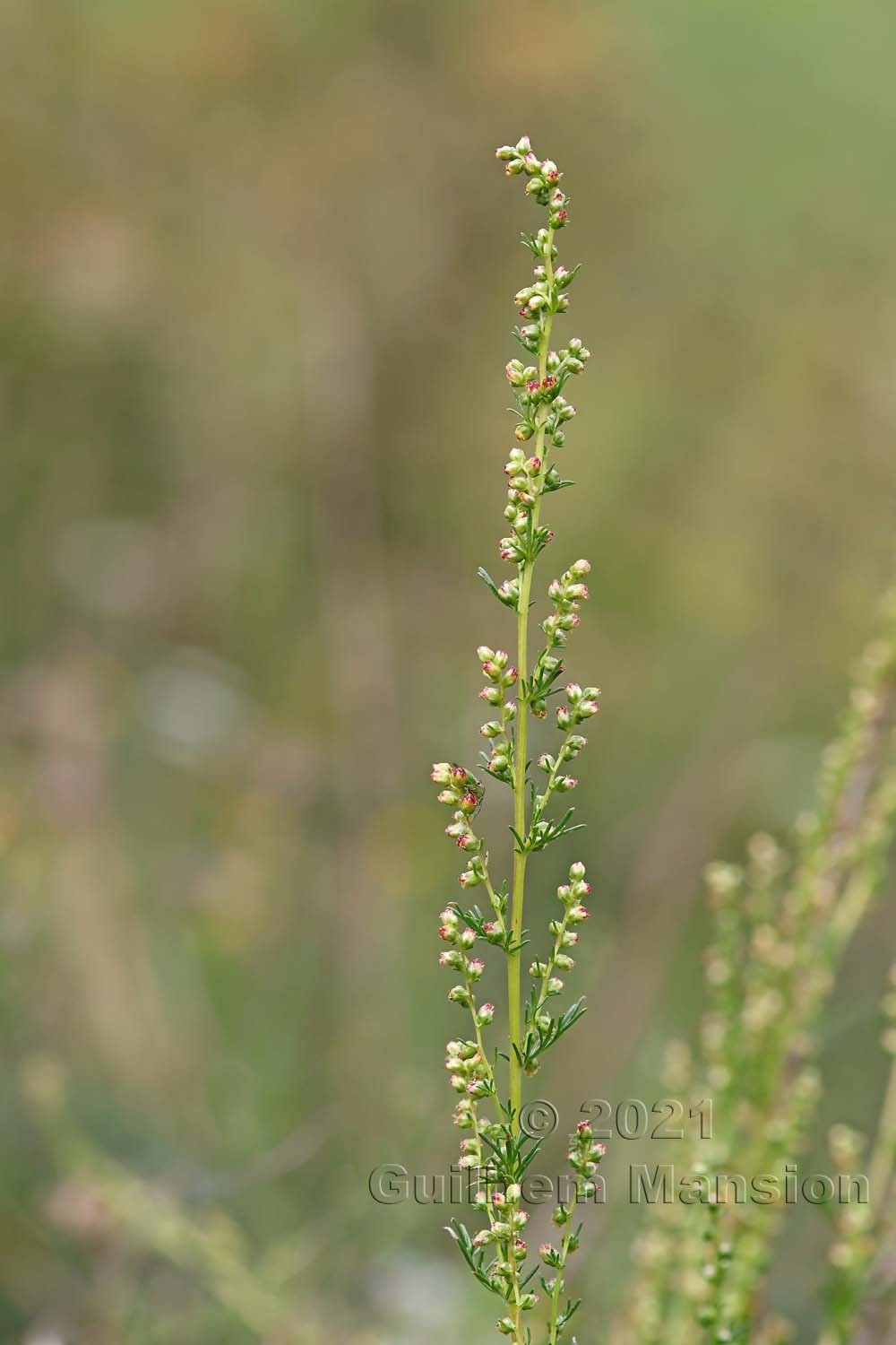 Artemisia campestris