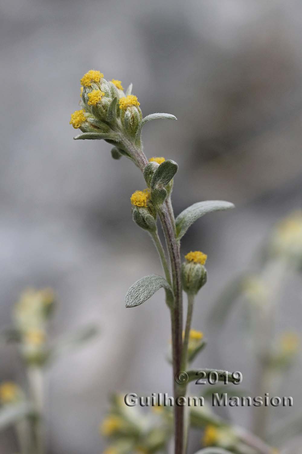 Artemisia eriantha