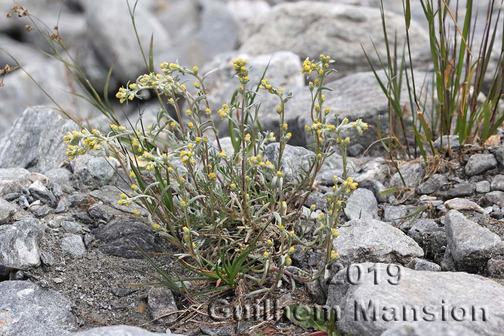 Artemisia eriantha