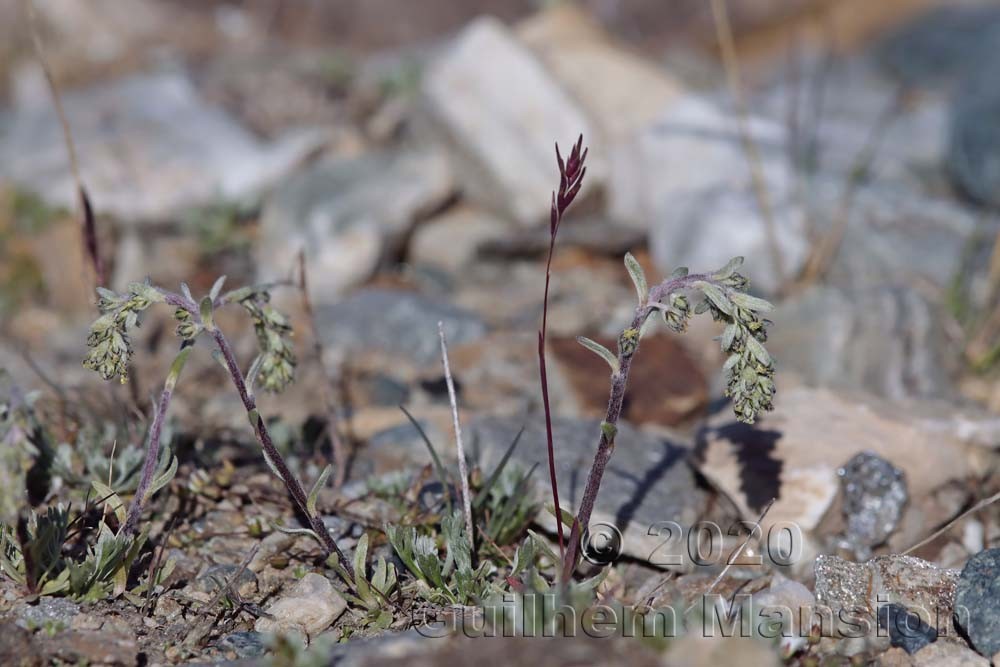 Artemisia genepi