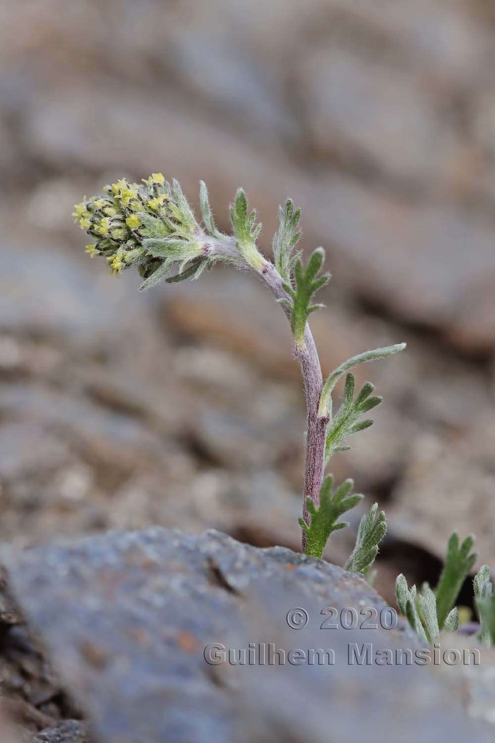 Artemisia genepi