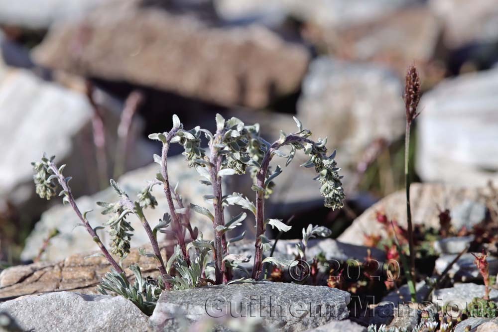 Artemisia genepi