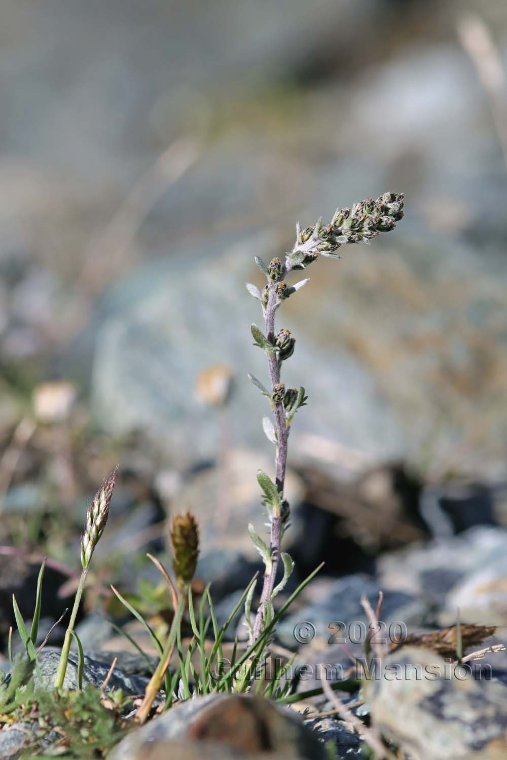 Artemisia genepi