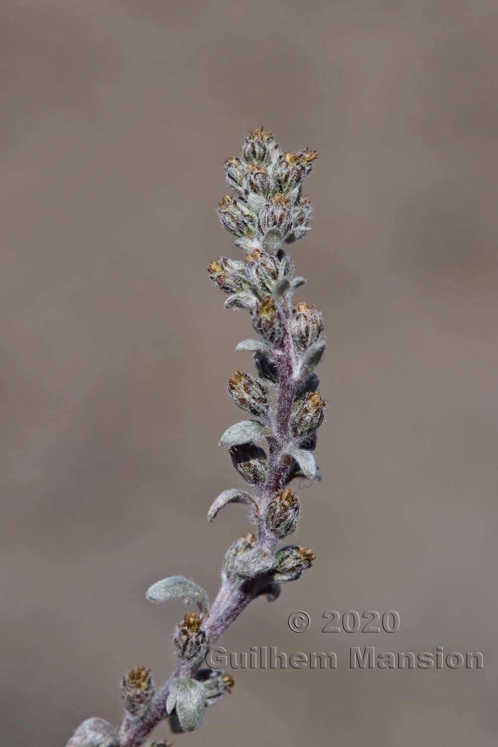 Artemisia genepi