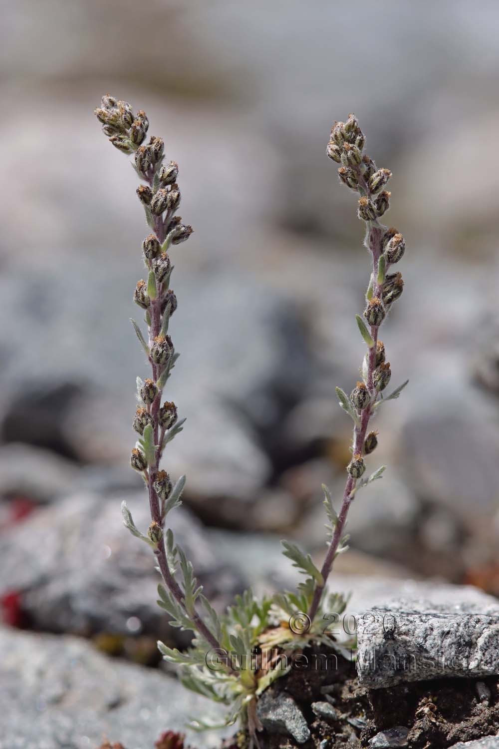 Artemisia genepi