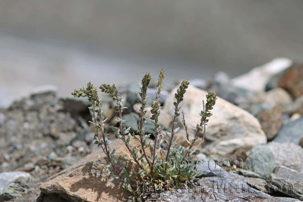 Artemisia genepi