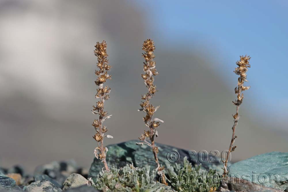 Artemisia genepi