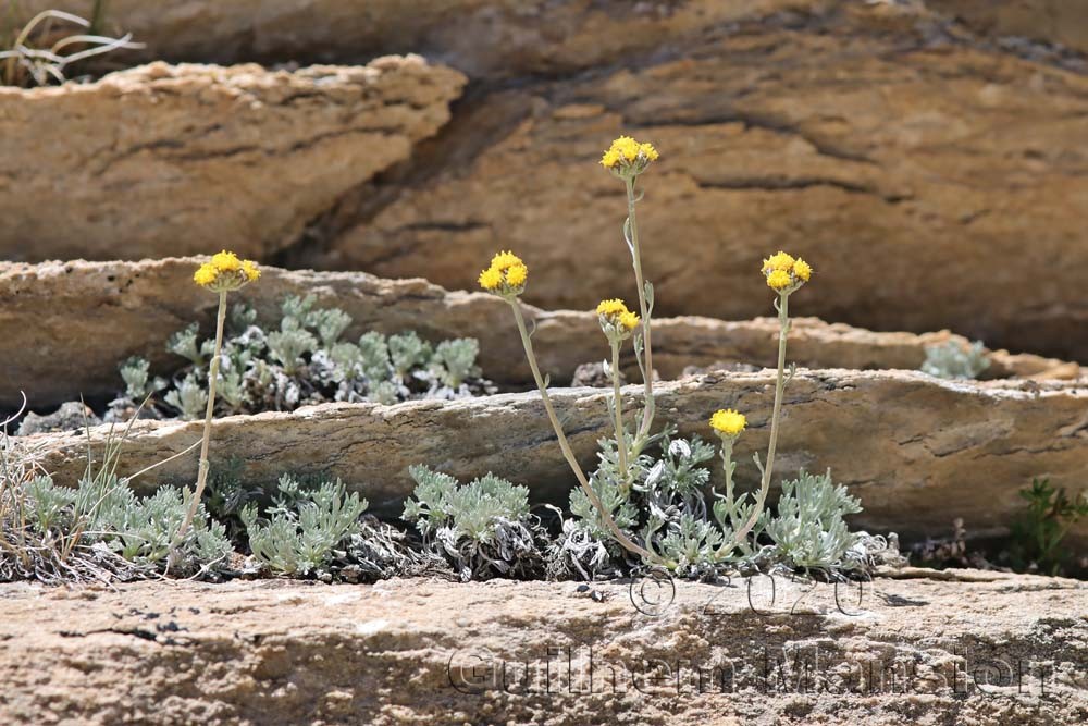 Artemisia glacialis