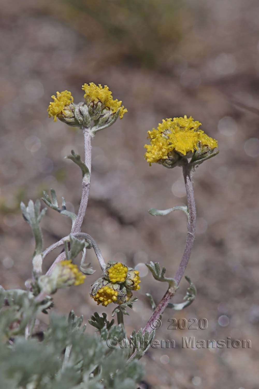 Artemisia glacialis