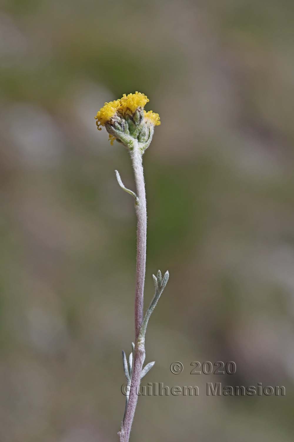 Artemisia glacialis