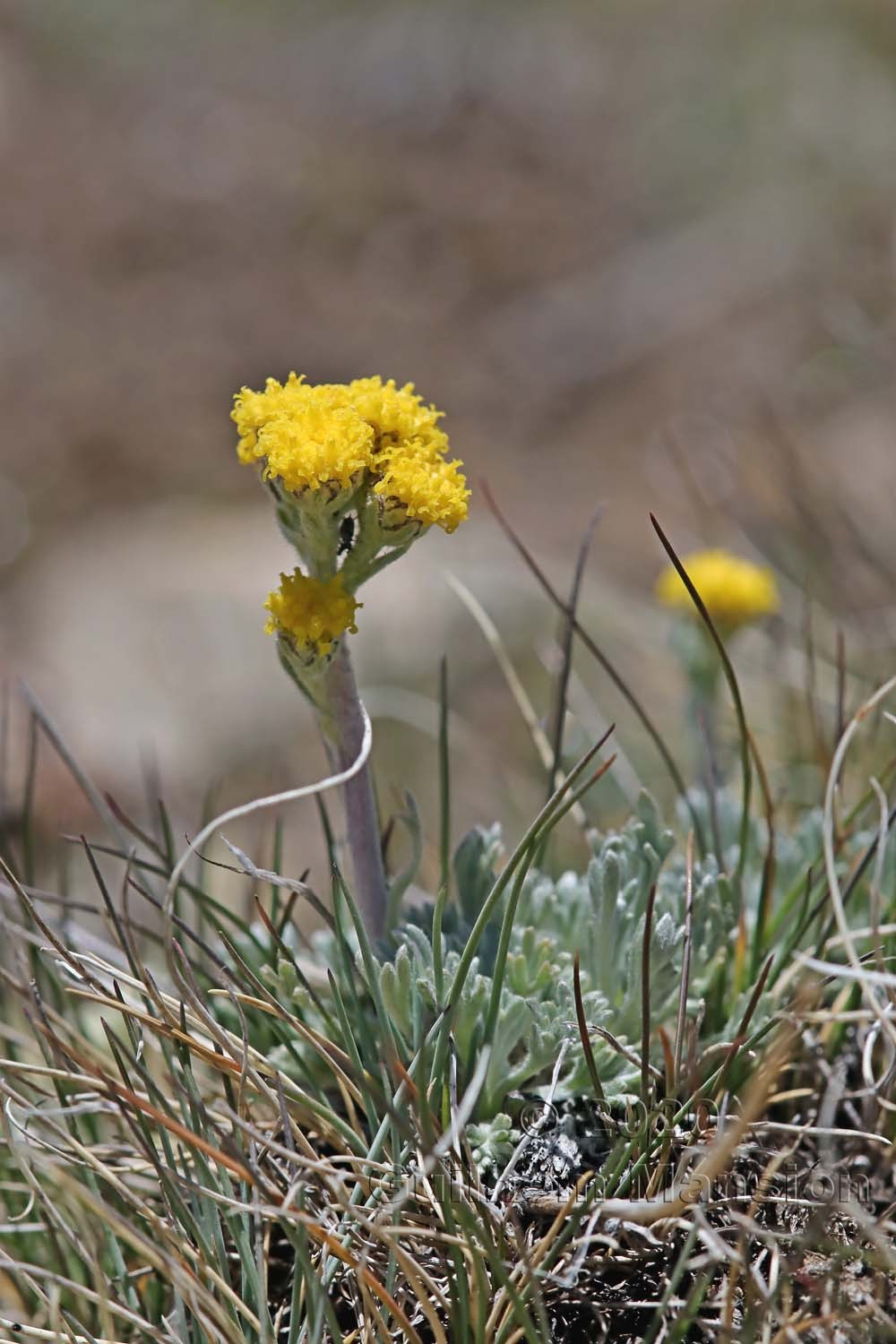 Artemisia glacialis