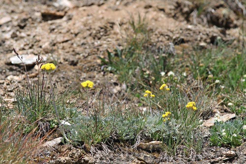 Artemisia glacialis