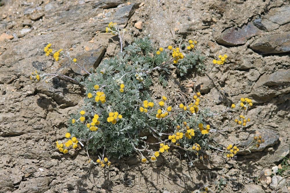 Artemisia glacialis