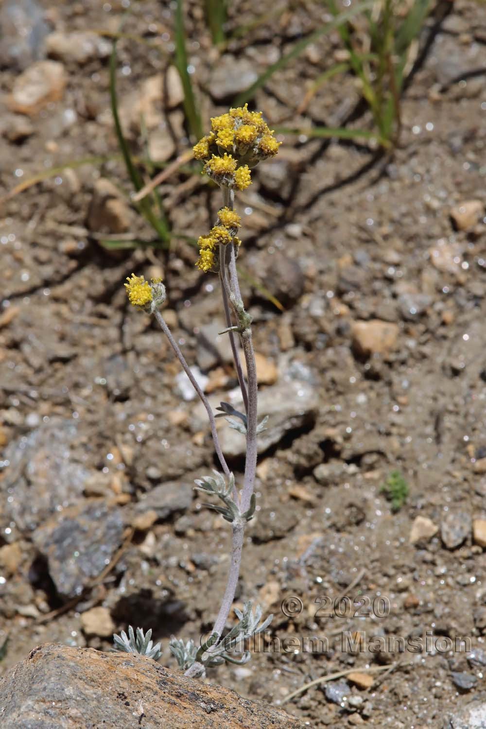 Artemisia glacialis