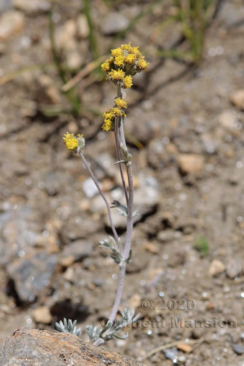 Artemisia glacialis