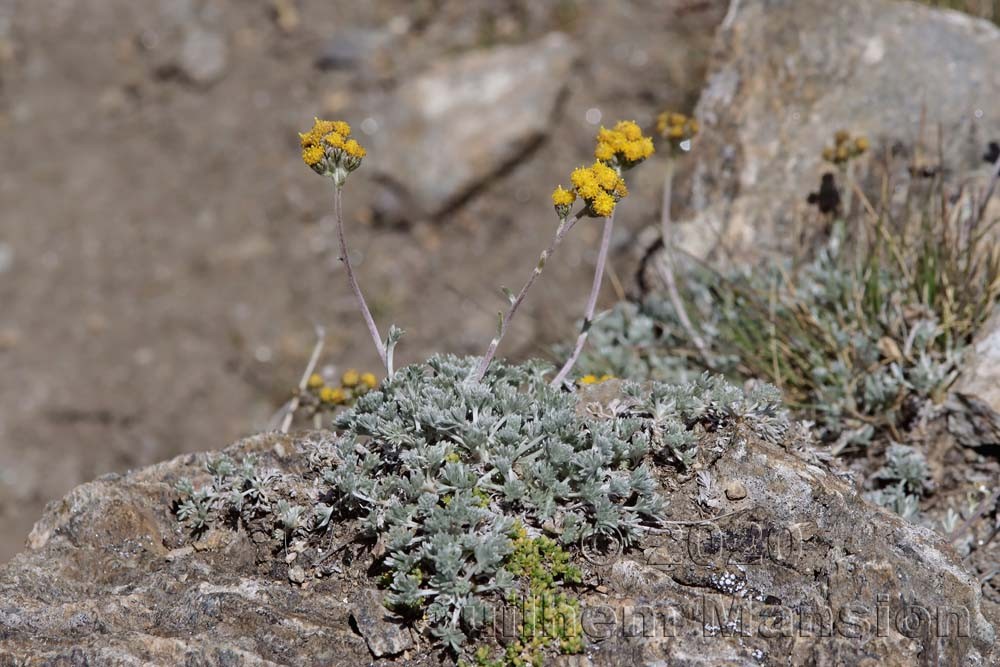 Artemisia glacialis