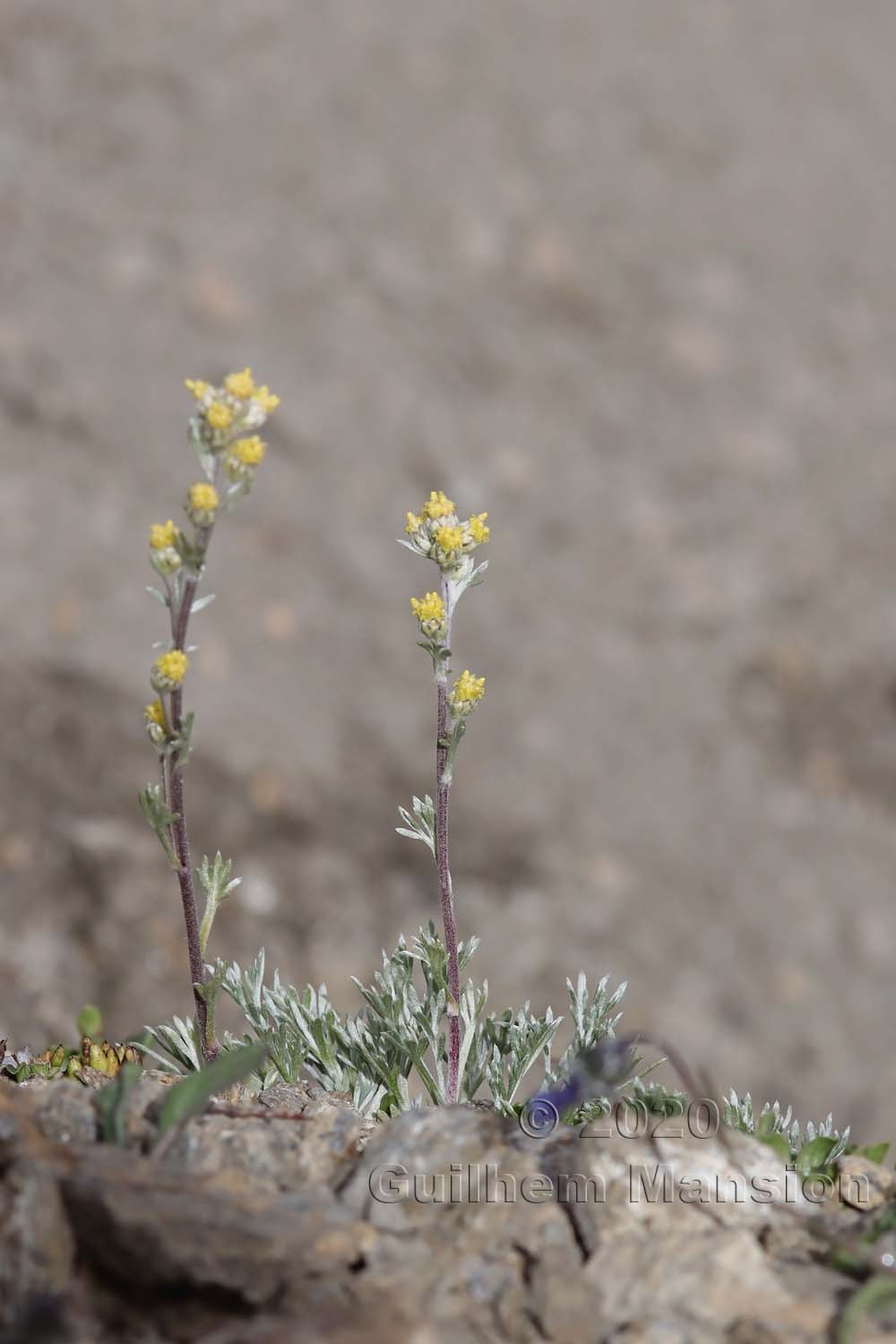 Artemisia umbelliformis