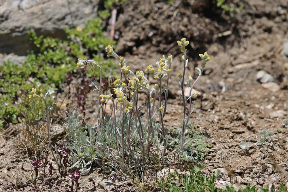 Artemisia umbelliformis