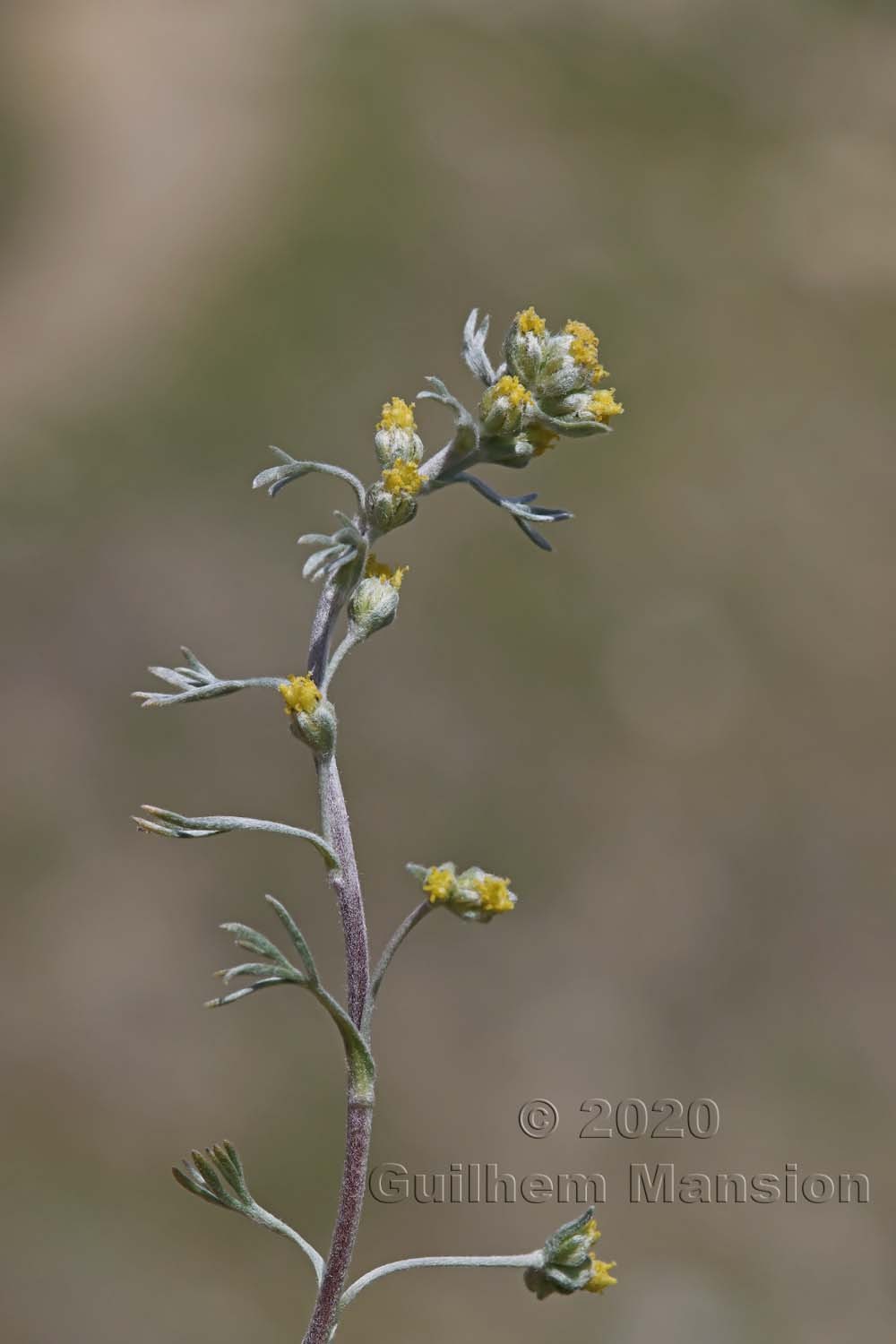 Artemisia umbelliformis