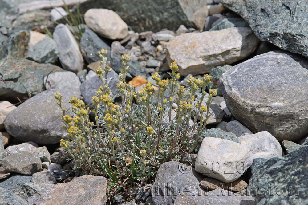 Artemisia umbelliformis