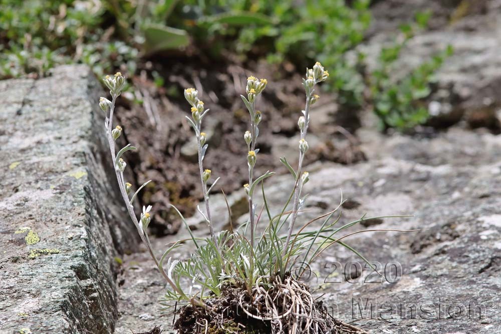 Artemisia umbelliformis