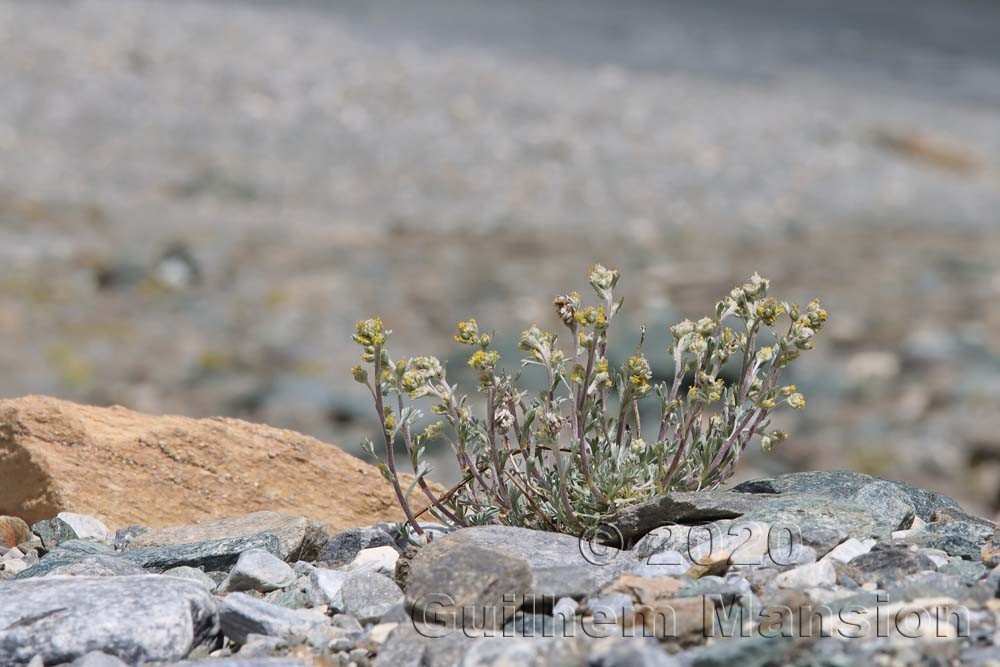 Artemisia umbelliformis