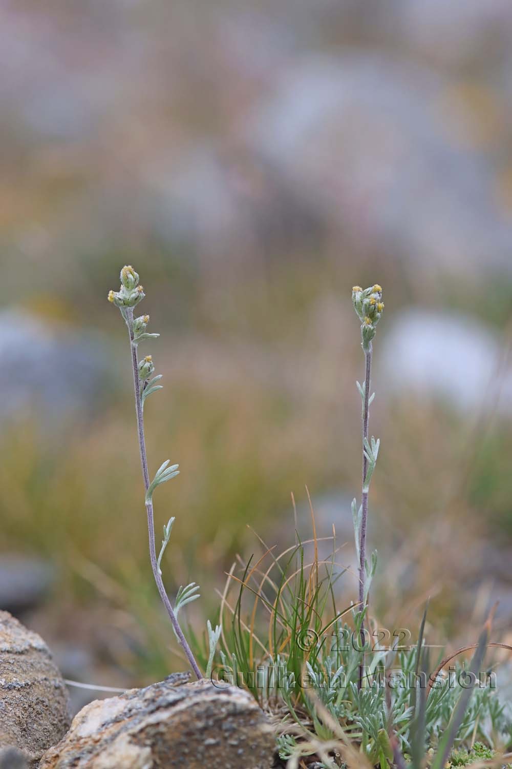 Artemisia umbelliformis