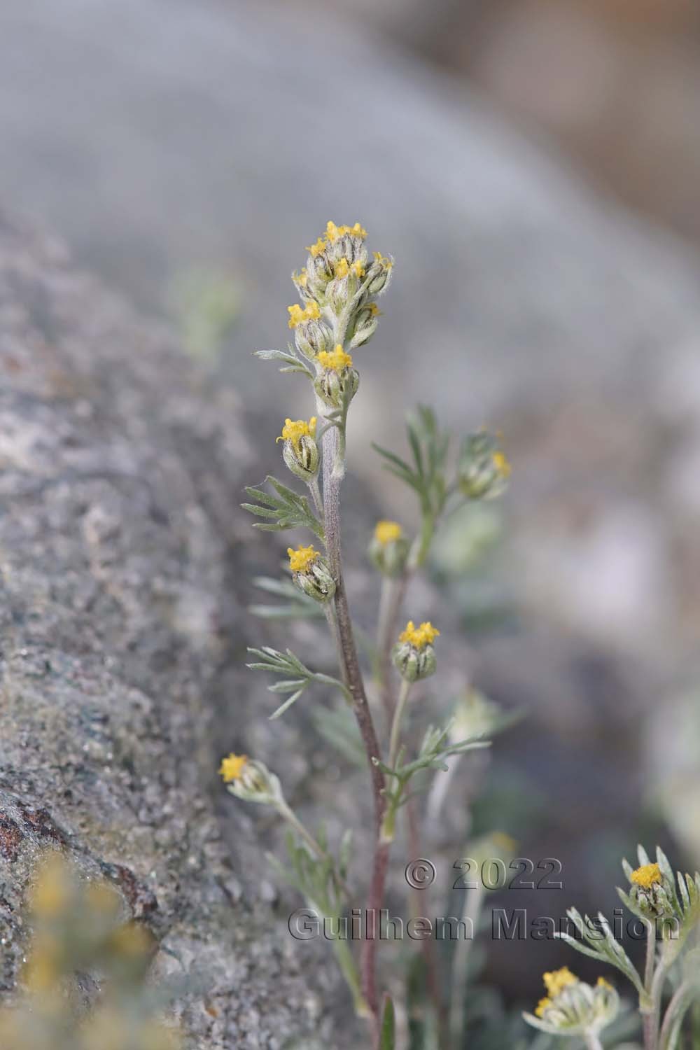 Artemisia umbelliformis