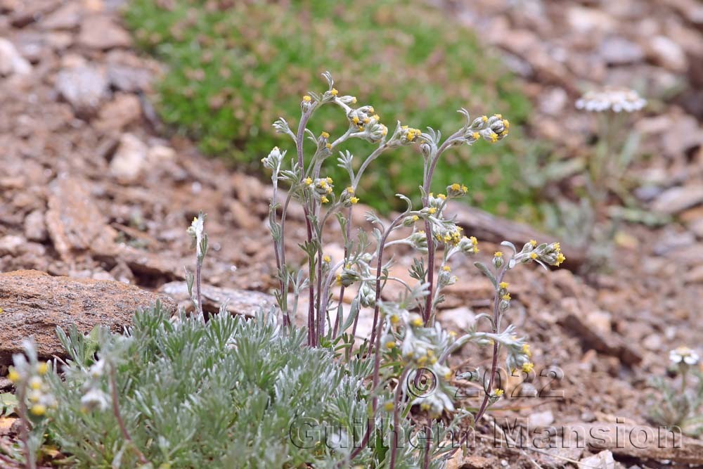 Artemisia umbelliformis