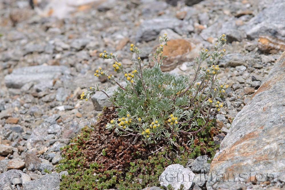 Artemisia umbelliformis