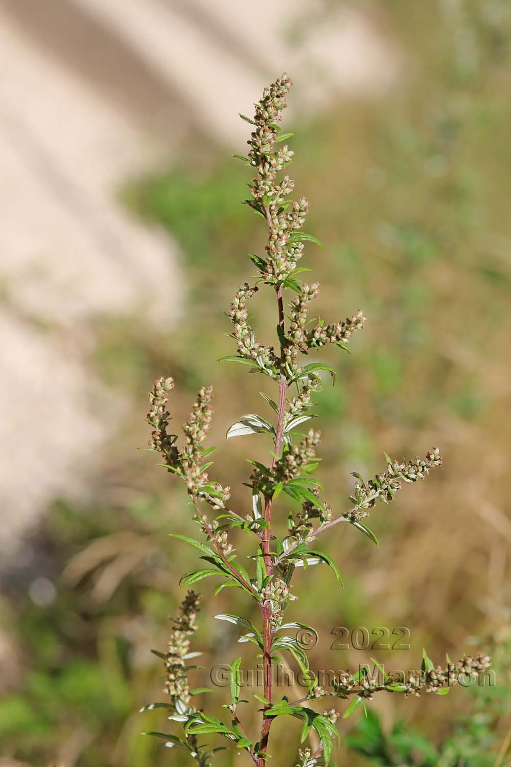 Artemisia vulgaris