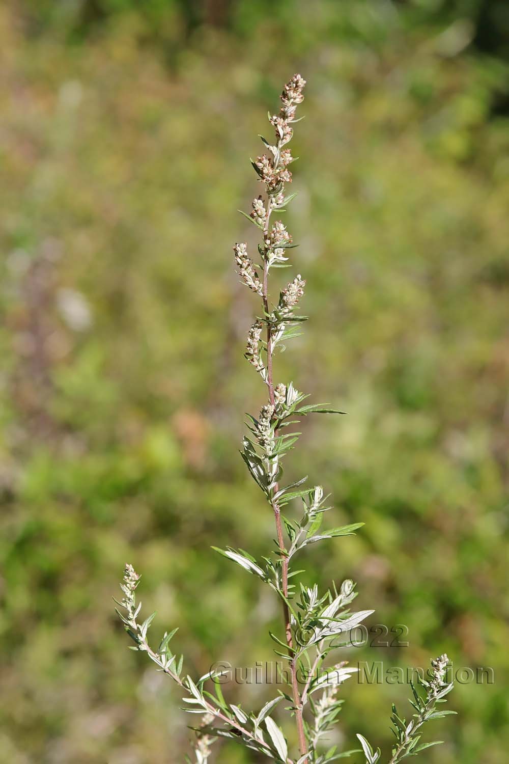 Artemisia vulgaris