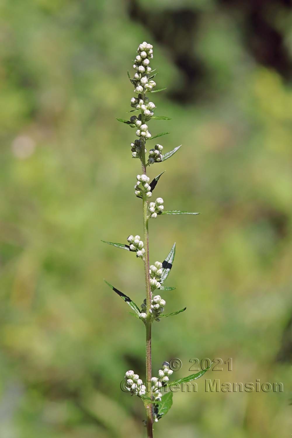 Artemisia vulgaris