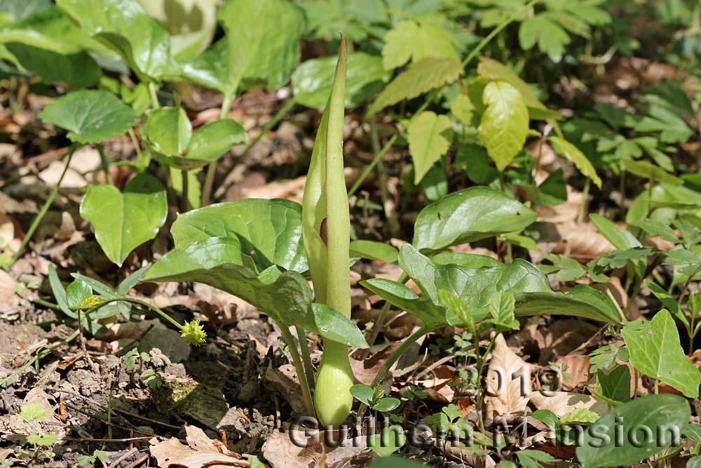 Arum maculatum