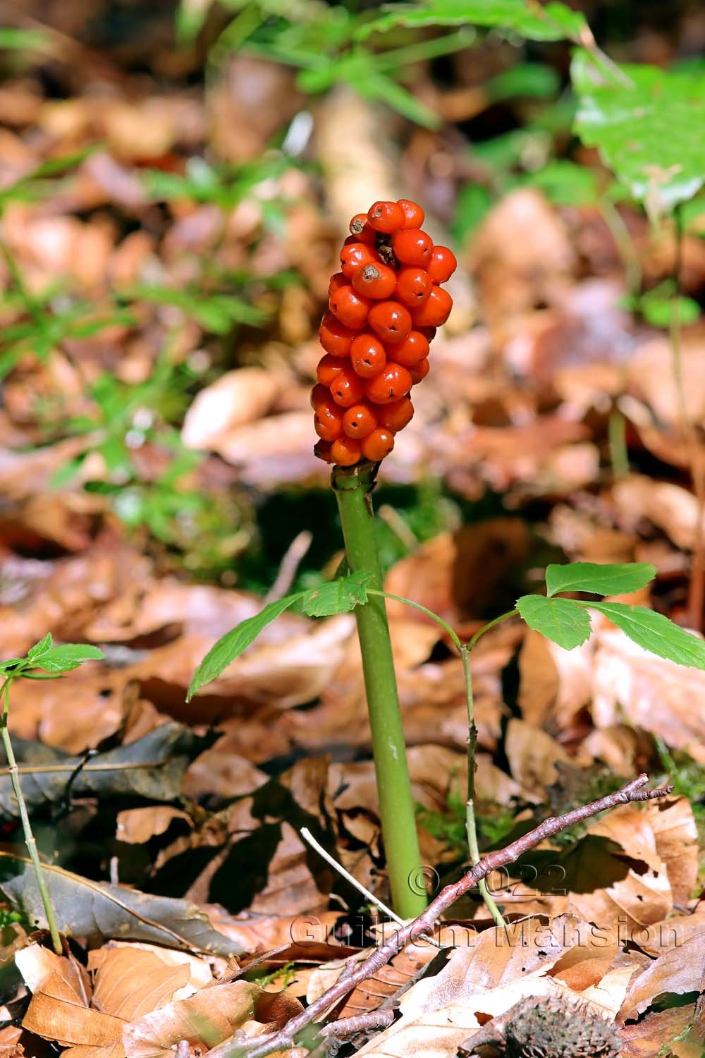 Arum maculatum