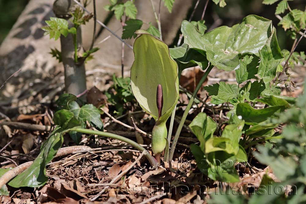 Arum maculatum