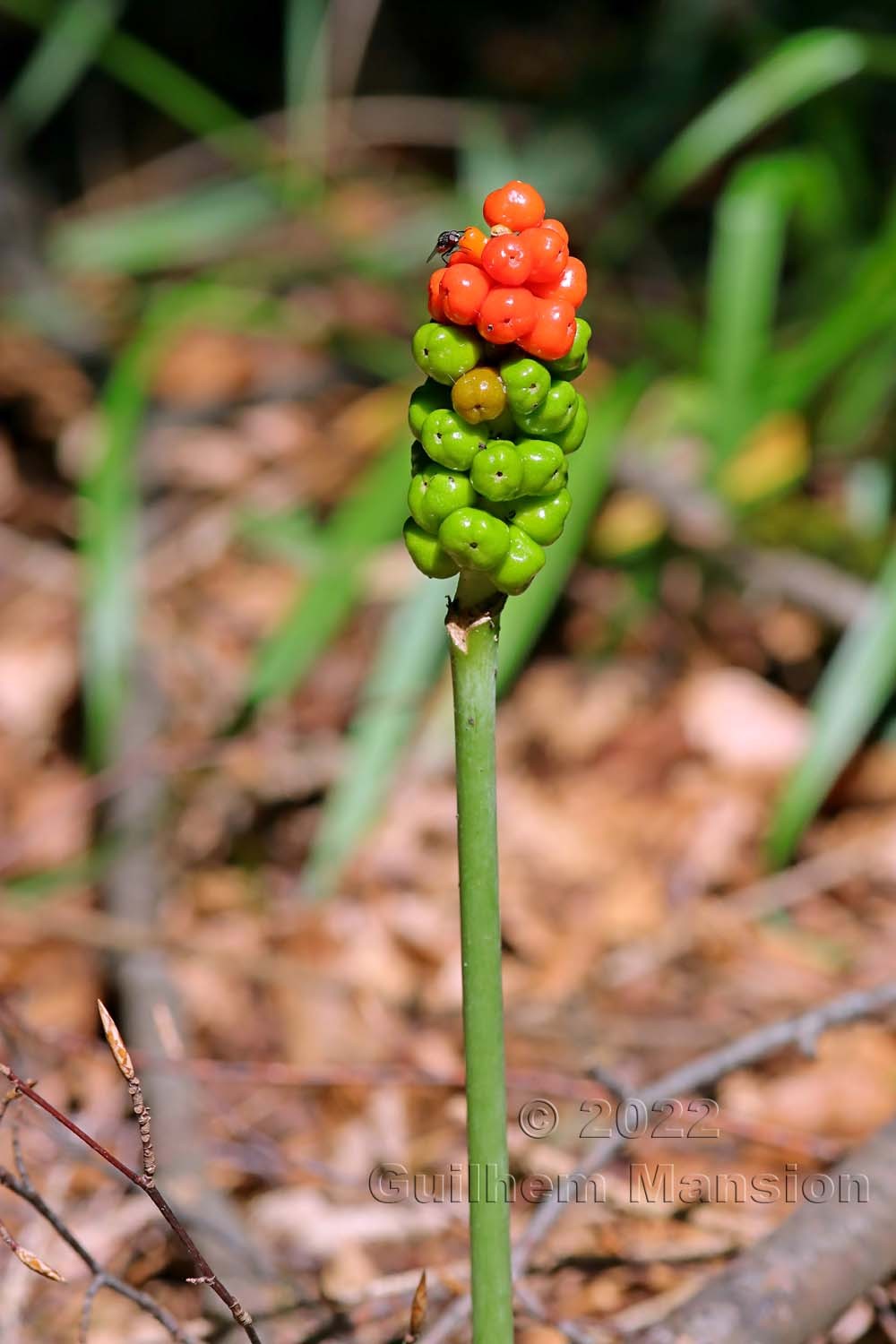 Arum maculatum